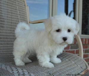 maltese Puppies for sale