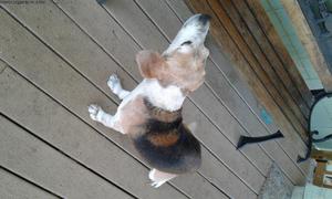 Beagle