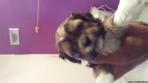 Certified shih tzu puppies 2 males 6 weeks old be ready in 2