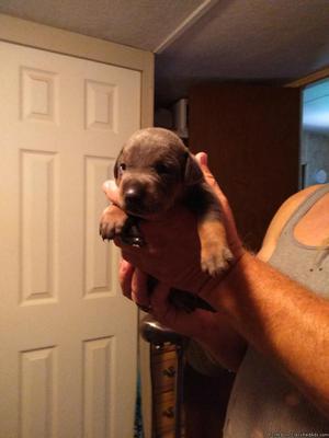 Doberman puppy's