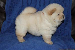 Male and Female Chow chow puppies for sale..