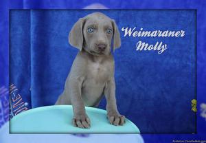Molly: Female AKC Weimaraner Puppy