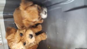 Morkie puppies