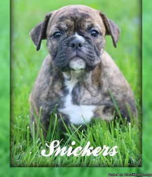 Snickers: Female AKC English Bulldog Puppy