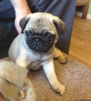 champion pug rady to go now