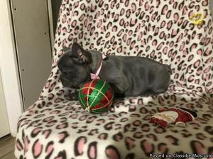 (cute and lovely french bull dog for sale)