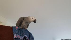 male and female african gray bird available