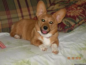 2 year old Female Pembroke Welsh Corgi