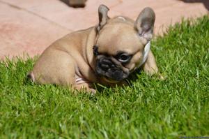 Adorable Fawn French Bulldog puppies