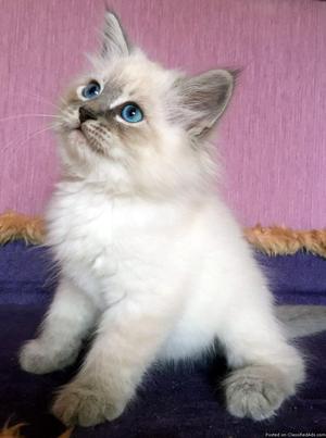 Hypoallergenic Purebred Siberian Male Kitten