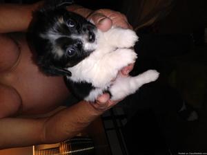 Pomeranian yorki mix female pup