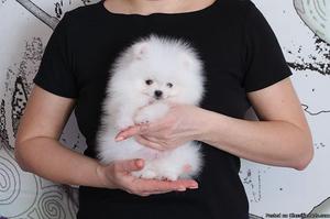 Priceless Mini Pomeranian Pups