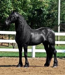 male fresian black horse ready for a new family