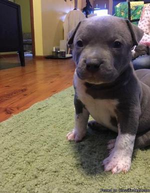 2 pittbull puppies available