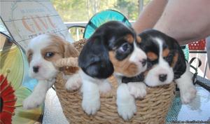 Beaglier Puppies for Sale