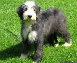 Bearded Collie Puppies for Sale