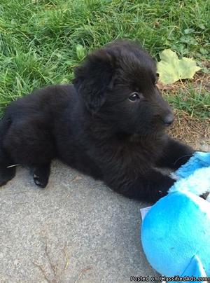 Belgian Sheepdog Puppies for Sale