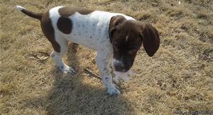 Braque Francais (French Pointer) Puppies for Sale