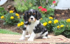 Cavalier King Charles Spaniel available