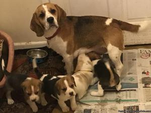 Champion Sired Beagle puppies
