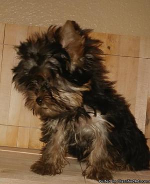 Female Yorkshire Terrier