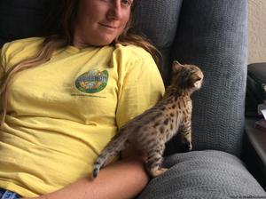 Mini cheetah-Registered Savannah kitten for sale