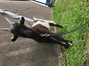 Pygmy goat for sale