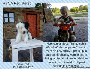 Registered Border Collie Puppy