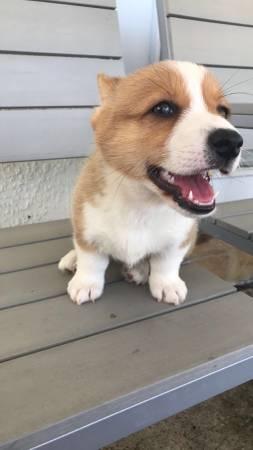 Would like to rehome my 12 old Corgi puppy