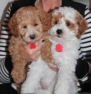 beautiful goldendoodle puppies