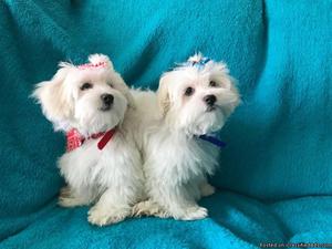 maltese puppy rady for his caring FAMILY now
