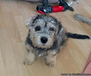 Dandie Dinmont Terrier Puppies for Sale