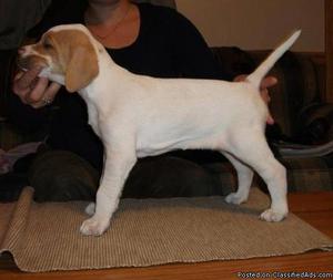 English Pointer Puppies for Sale