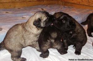 Estrela Mountain Dog Puppies for Sale