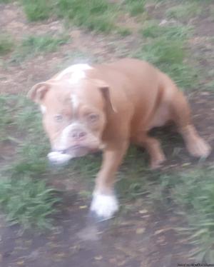 Female American Bully UKC registerable