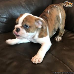 Old Tyme Bulldog Puppies For Sale