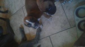 Pure breed boxer pups