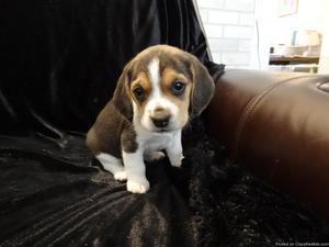 Talented male and female beagle puppies