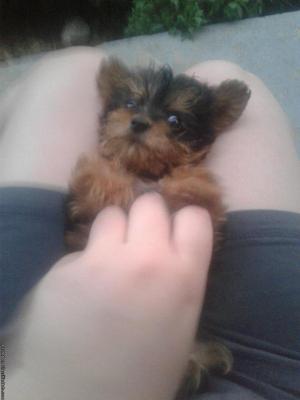 Very tiny Yorkie poo puppy