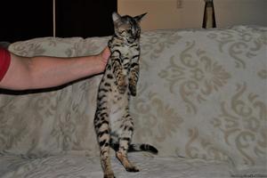 Beautiful F2 savannah girl available