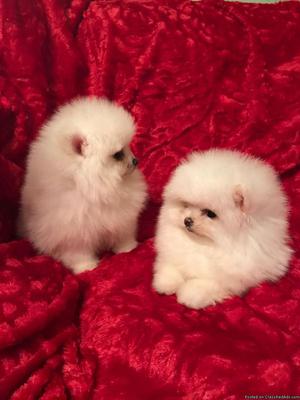 Beautiful Purebred Pomeranian Puppies