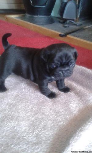 Black Pug Puppies
