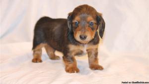 Dachshund, Smooth Puppies for Sale
