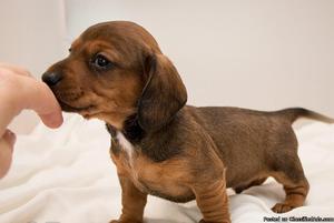 Dachshund, Wire Puppies for Sale