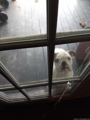 English Bulldog puppy