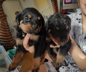 Sweet little Rottweiler puppies male & female available.