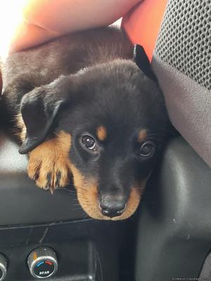 Akc Rottweiler puppies for sale