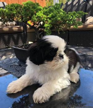 Beautiful Imperial Shih Tzu Puppies for Adoption