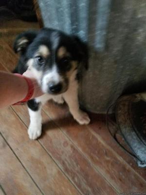 Boarder Collie pups 3 males left