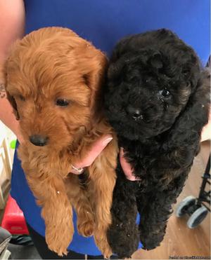 Cavapoo puppies for sale